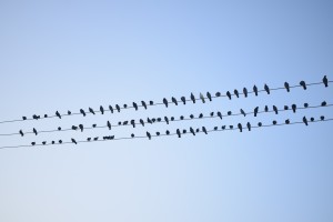 Birds Assembly